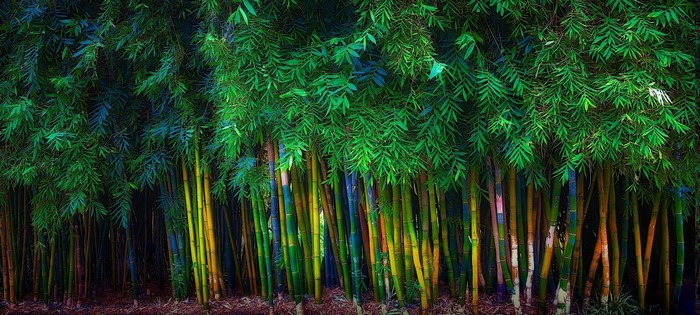 Lush Green Bamboo Forest in Spring