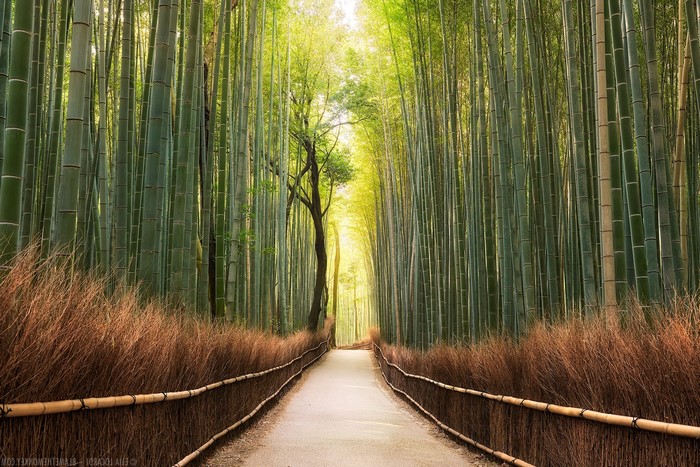 Path through a dense bamboo forest with sunlight filtering through