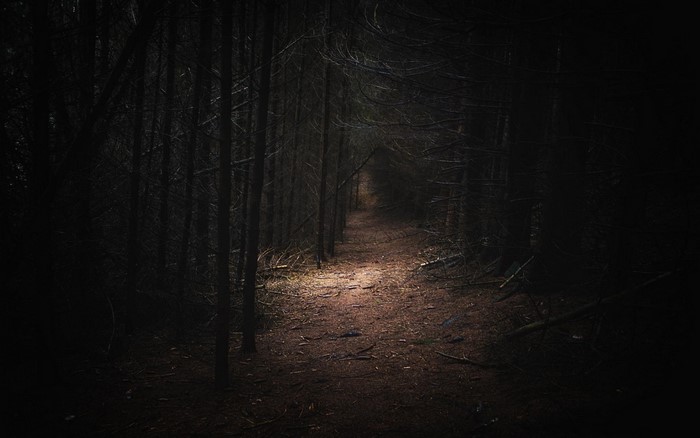 Dark forest path in Germany