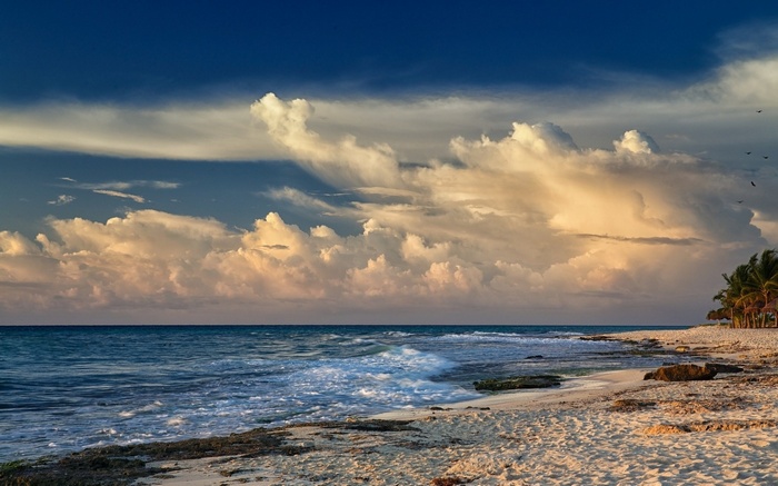 Beach with ocean waves and palm trees
