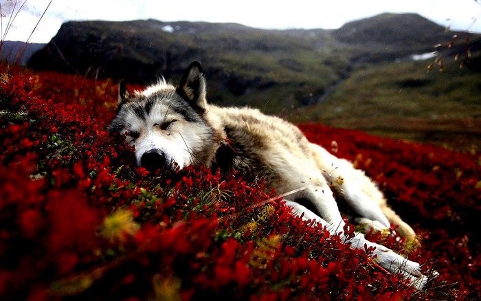 Wolf sleeping in red flowers with mountains in background