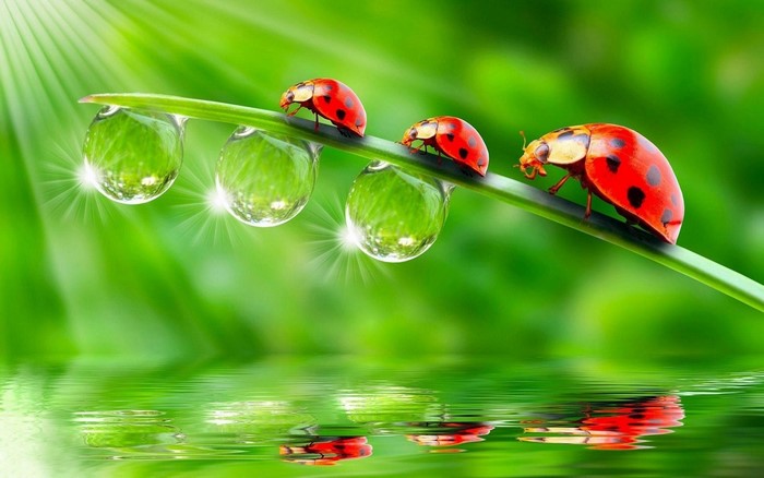 Ladybugs on a blade of grass with water drops