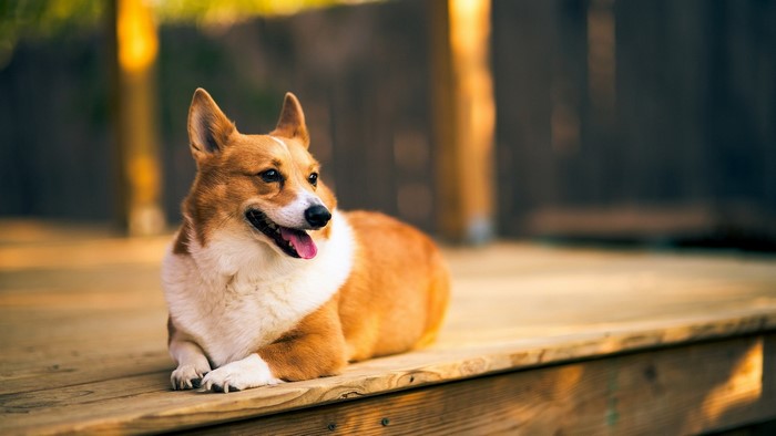 Corgi dog lying on a wooden surface