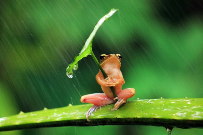 Frog holding a leaf as an umbrella in the rain