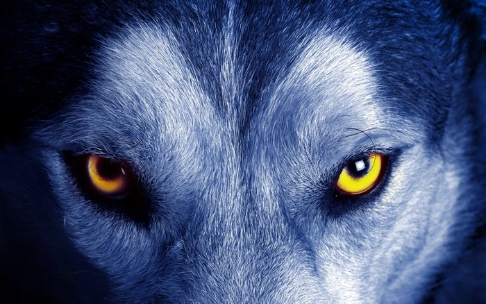 Close-up of a wolf's face with yellow eyes