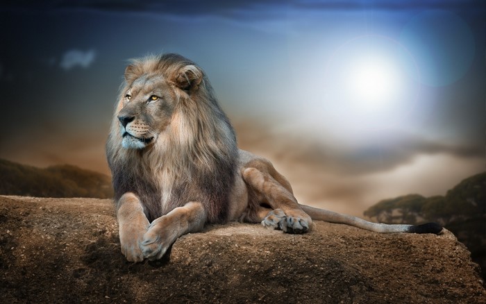 Lion resting on a rock with a dramatic sky