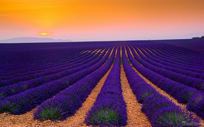 Lavender field at sunset