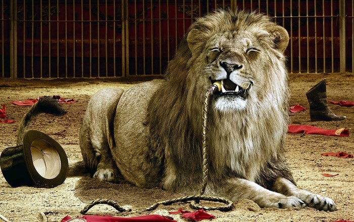 Lion in circus cage with whip and top hat