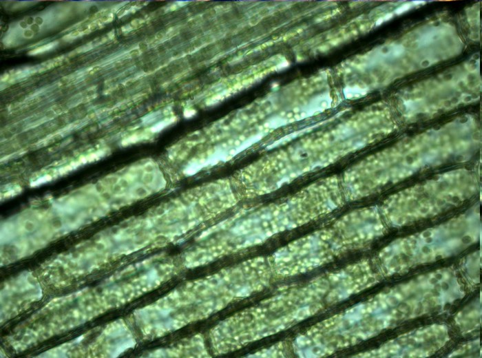 Microscopic view of plant cells