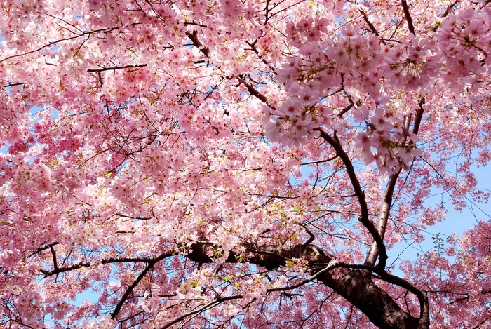 Pink cherry blossom trees in bloom