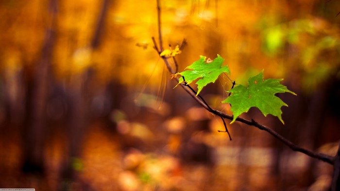 Green maple leaves on a branch in autumn