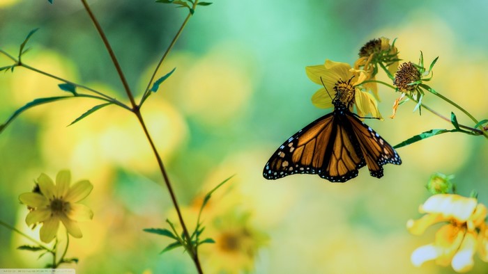 Monarch butterfly on yellow flowers