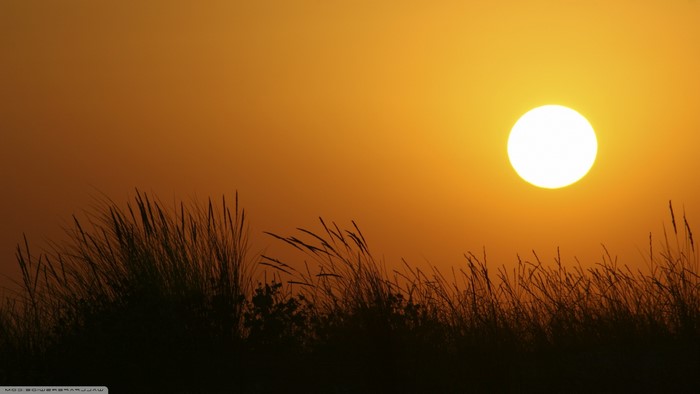Sunset over grass field