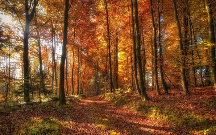 Autumn Forest Path with Vibrant Fall Colors