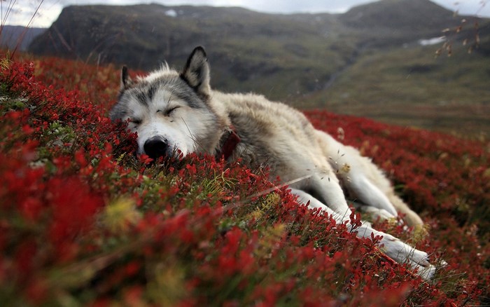 Wolf sleeping in red bushes on a mountain