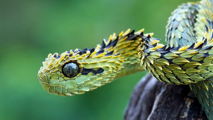 Close-up of Hairy Bush Viper Snake
