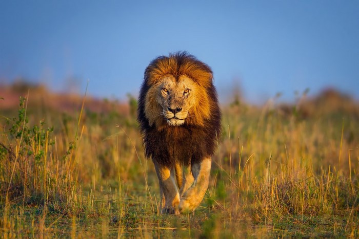 A male lion walks through tall grass at sunset