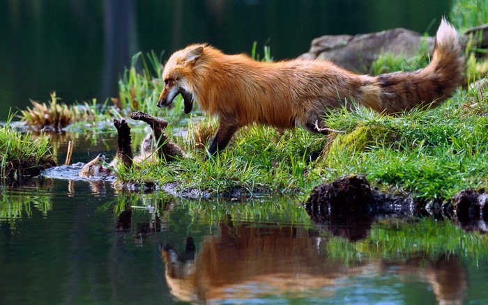 Foxes playing in water and grass