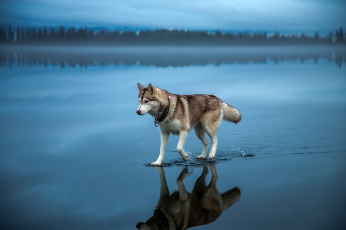Siberian Husky walking on water with reflection