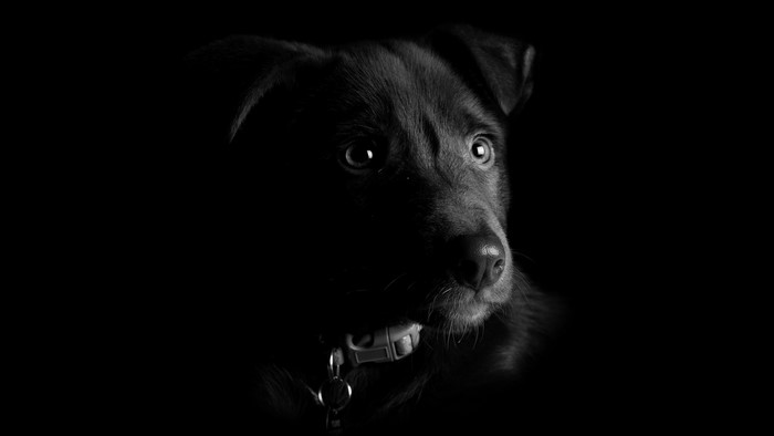 Monochrome portrait of a dog with a collar