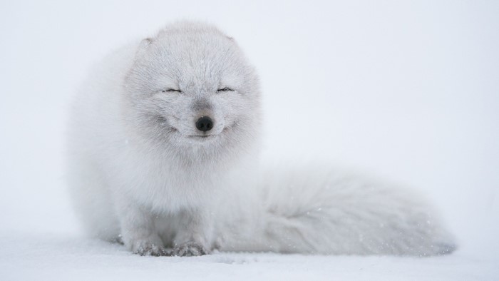 Arctic fox sitting in the snow