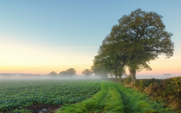 Misty field with trees at sunrise