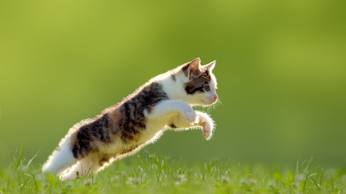 Kitten jumping in green grass