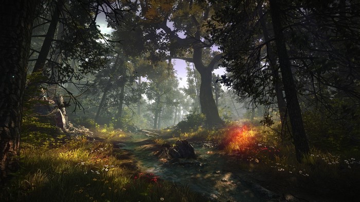 Forest path with glowing plants in The Witcher 2