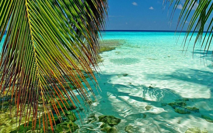Tropical beach with palm leaves and turquoise water