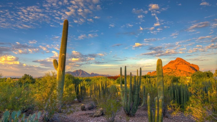 Desert landscape with saguaro cactus and mountains at sunset