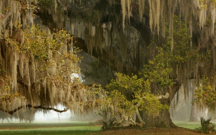 Ancient oak trees draped in Spanish moss in a misty landscape