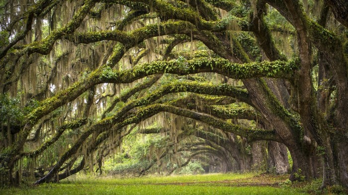 Moss-Covered Oak Tree Archway in South Carolina