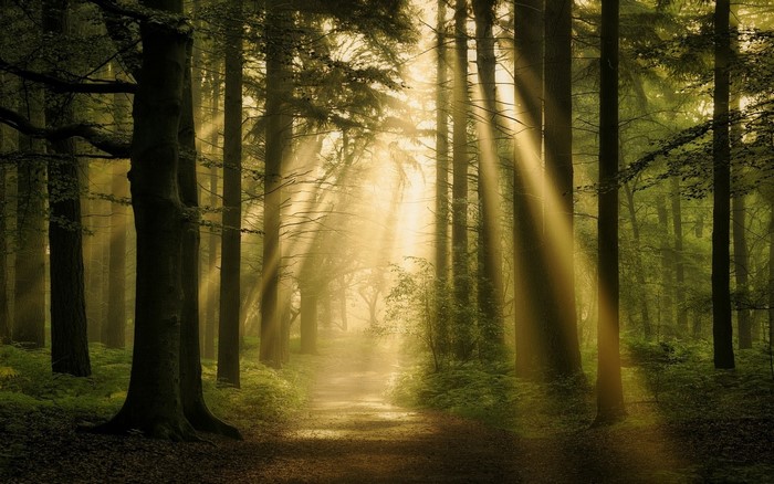 Sun rays filtering through a misty forest with a path