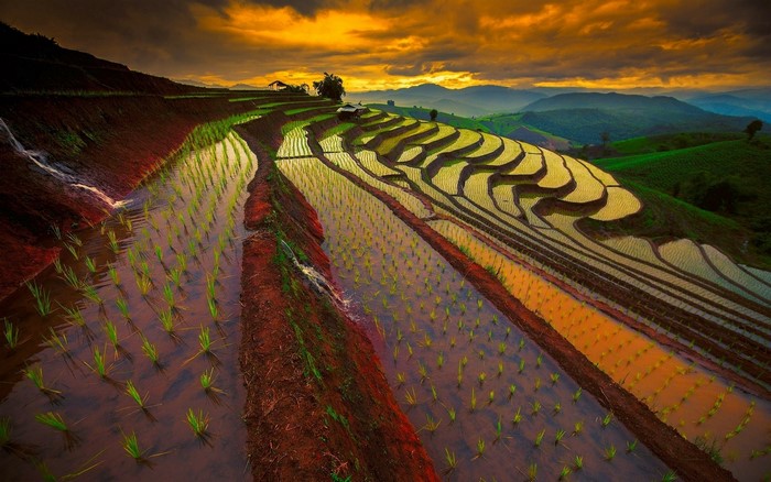 Terraced rice paddies at sunrise in Thailand