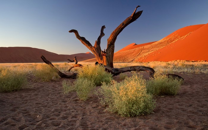 Dead tree in the Namibian desert at sunrise
