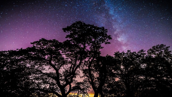 Silhouette of trees against a starry night sky