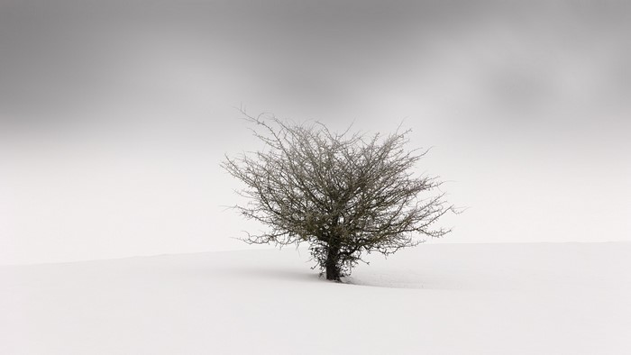 Minimalist winter landscape with a lone tree in snow