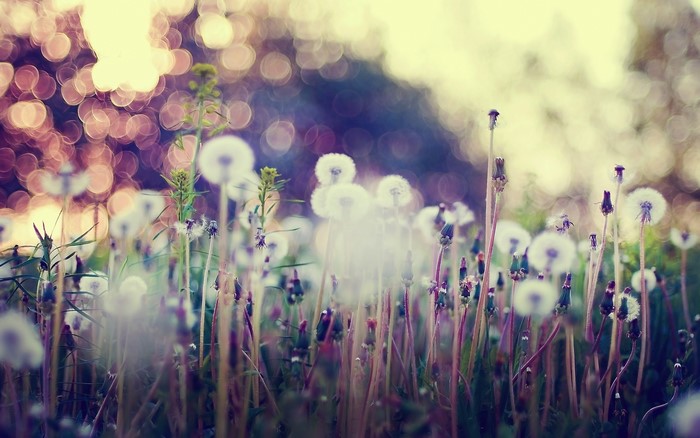 Dandelions in a field with bokeh background