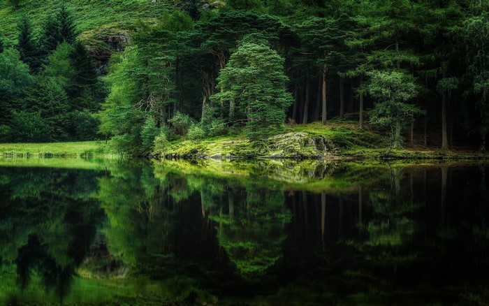 Tranquil Forest Lake with Lush Greenery and Reflection