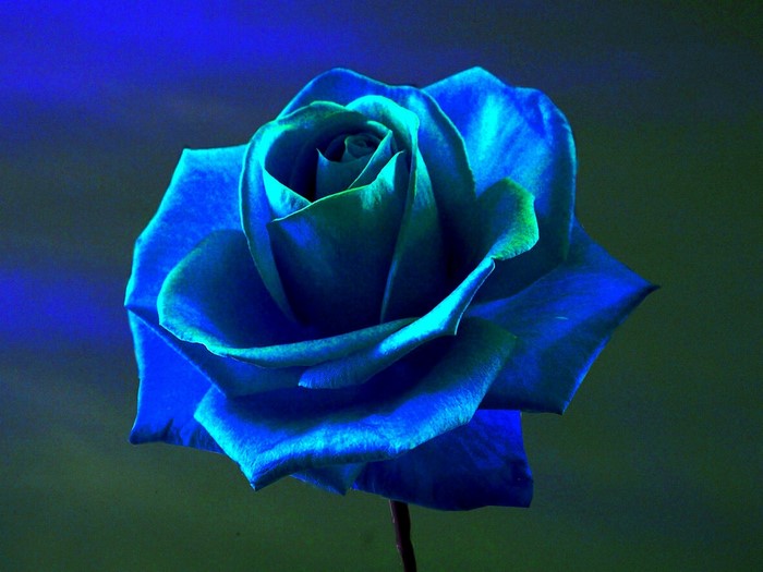 Blue rose with green accents