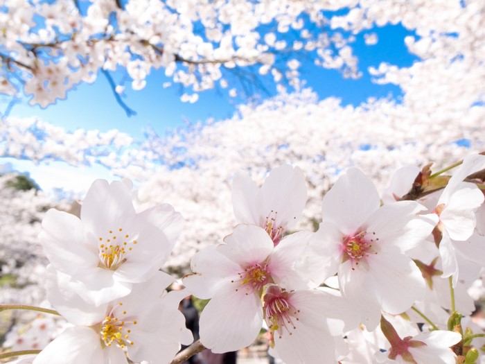 Cherry blossoms against a bright blue sky