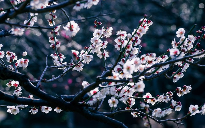 White and pink plum blossoms on dark branches