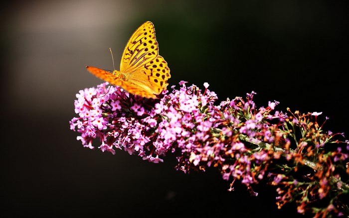 Orange butterfly on purple flowers
