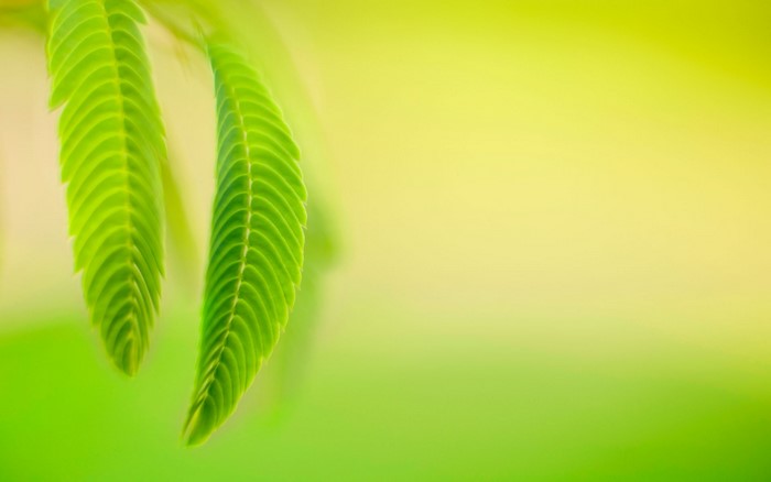 Macro shot of green leaves with soft yellow background