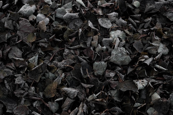 Pile of dark, frosted autumn leaves on the ground