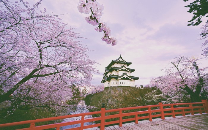 Hirosaki Castle surrounded by cherry blossoms