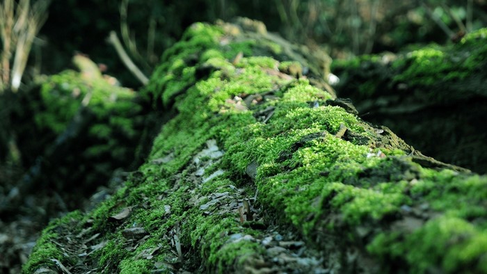 Moss covered fallen tree in a forest