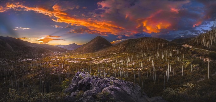 Sunset over a valley of cacti in Mexico