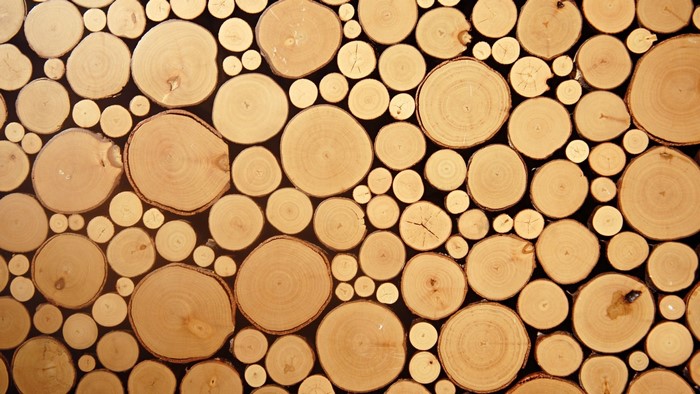 Wood log slices texture pattern