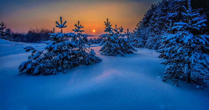 Winter Snowy Trees at Sunset in Russia